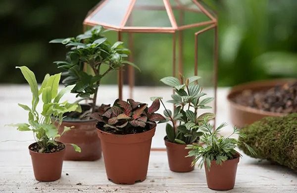 Chọn cây cảnh nhỏ phù hợp với chậu thủy tinh và môi trường terrarium