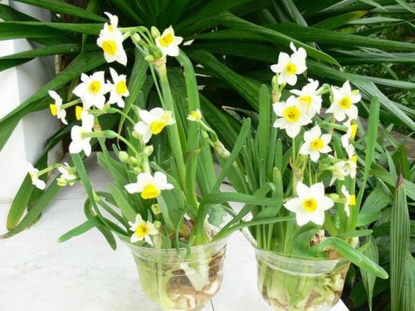 cay-kieng-la-10_153ae667290c4d62955541de59d3443f_grande Cây thuỷ tiên có lá màu xanh đậm, bóng mượt, trắng lung linh