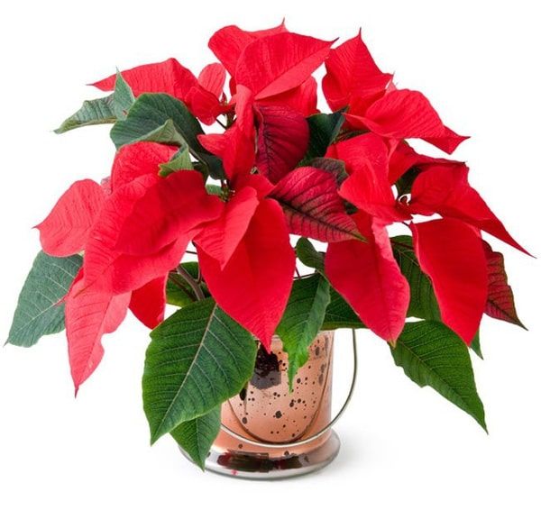 cay-kieng-la-11_9f88db835da64bd2a712b8c11a6aeaec_grande Cây hoa trạng nguyên là lựa chọn lý tưởng để bàn làm việc, phòng khách