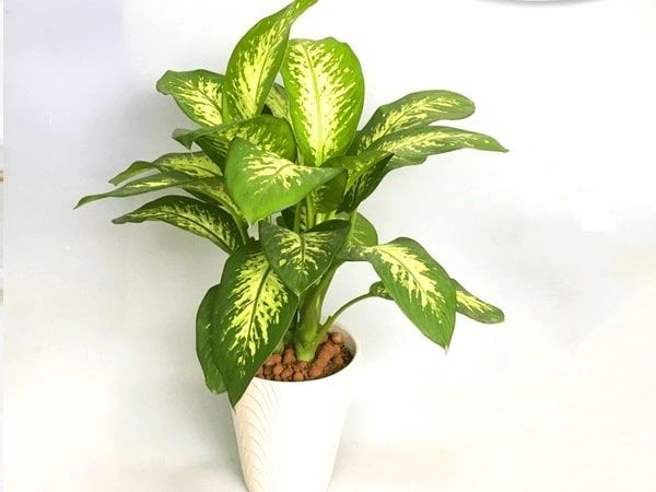 cay-kieng-la-12_fc21049332e84f298d94ec7405fceb06_grande Vạn niên thanh là loại cây được ưa chuộng để trồng trong nhà do khả năng thanh lọc không khí tốt