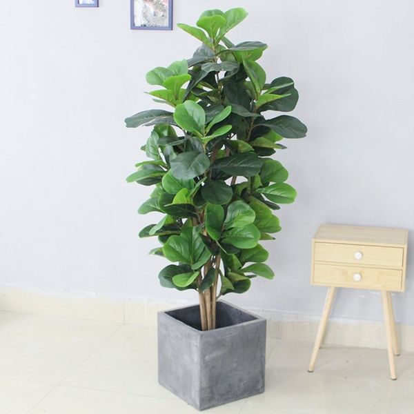 cay-kieng-la-14_6d5744da8be846c4a1a3fd4616973257_grande Với đặc điểm lá to màu xanh đậm và gân lá màu hồng nổi bật, cây bàng Singapore rất đẹp mắt