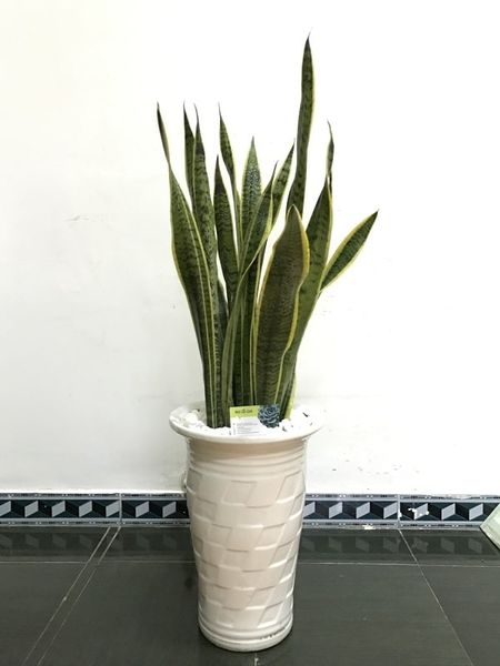 cay-kieng-la-15_210ebebc62a94755b7bb48b7a376f8de_grande Cây lưỡi hổ vân có đặc điểm là có những đường vân trắng trên phiến lá xanh