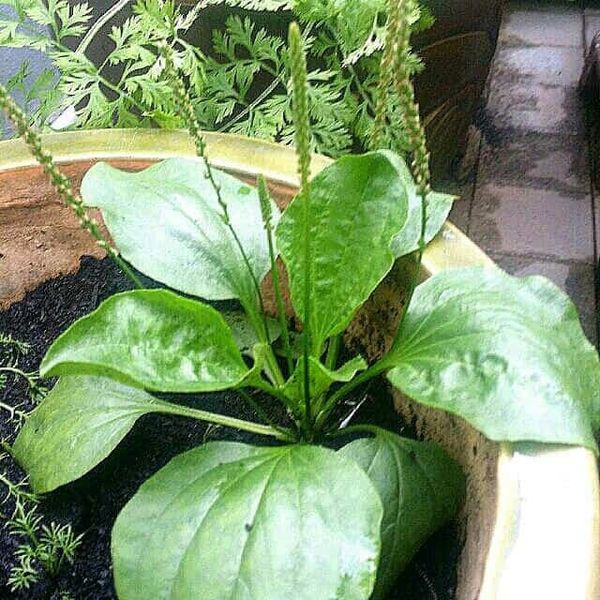 cay-kieng-la-16_13e16f5d28244b17b5c6fcba6d57057e_grande Cây mã đề có đặc điểm là thân mọc vươn thẳng, lá hình trái xoan mọc so le