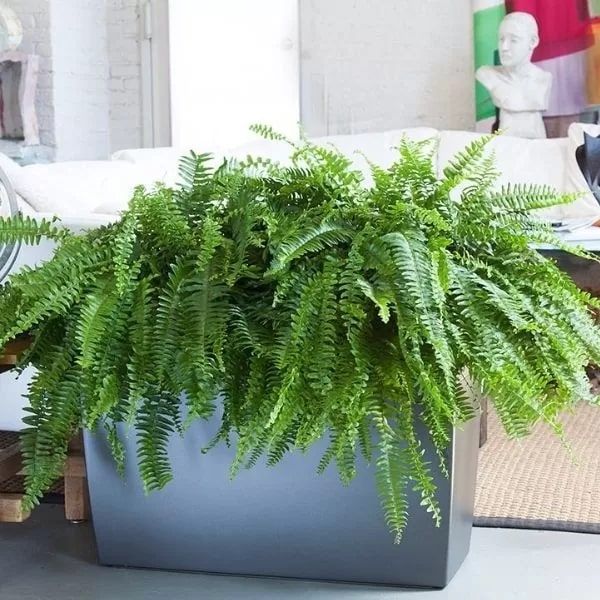 cay-kieng-la-17_6d32c7fcbd5e431e90c94ba36d5d283c_grande Cây dương xỉ Nhật Bản có lá mọc xen kẽ hình lông chim, cuống lá có màu đỏ tươi tắn