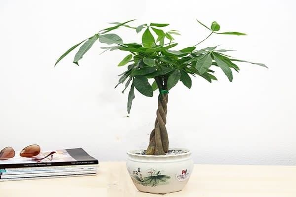 cay-kieng-la-18_b5ee5bc236804ad19a1462e218d24bdf_grande Cây kim ngân có đặc điểm là có lá hình trái xoan mỏng, đốm trắng giống hạt kim ngân