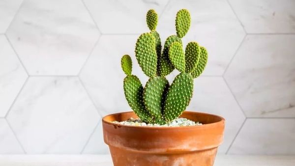 cay-kieng-la-19_f1fa3e62d39a4cf1a73528969a8e0ab7_grande Các loài xương rồng mini có kích thước nhỏ gọn, thích hợp để chăm sóc