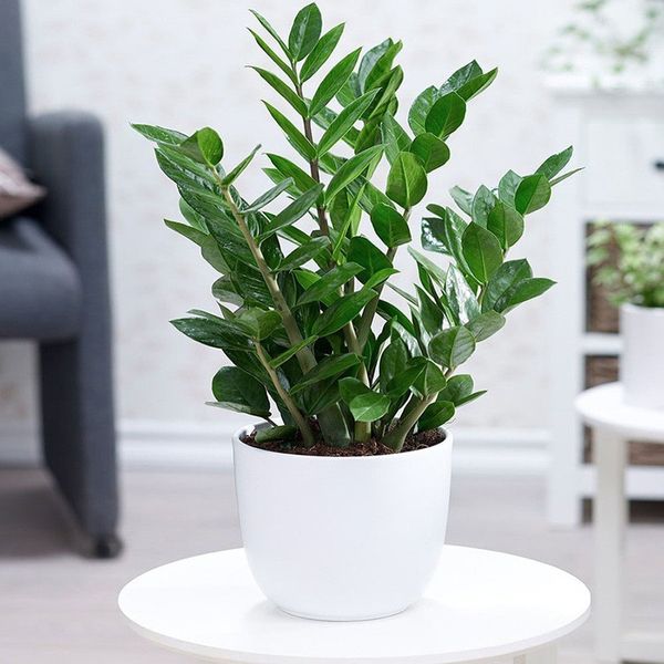 cay-kieng-la-1_b7e9fe5b0b9d482882b718d509ce6ae0_grande Cây kim tiền mang lại vẻ đẹp sang trọng cho không gian