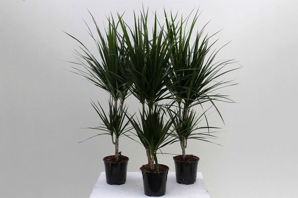 cay-kieng-la-21_41b20aa8a0ea4992bad6484ff2854f29_grande Với vẻ ngoài nhẹ nhàng, cây phất dụ nhỏ thích hợp để đặt trên bàn làm việc