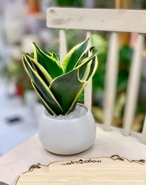 cay-kieng-la-3_696d940da0e1472ab402603e8168979d_grande Cây lưỡi hổ nhỏ có kích thước nhỏ gọn và dễ chăm sóc