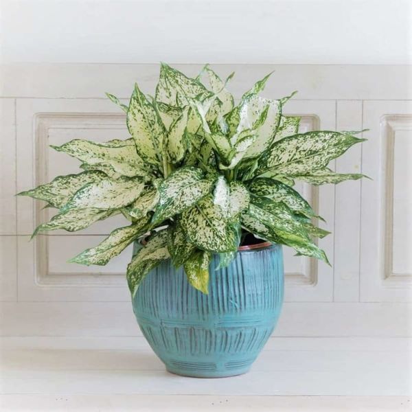 cay-kieng-la-4_b6465a8f03e5496d935bdf6887bc7156_grande Cây ngọc ngân có vẻ đẹp thanh thoát, thướt tha với những chiếc lá hình trứng mỏng manh