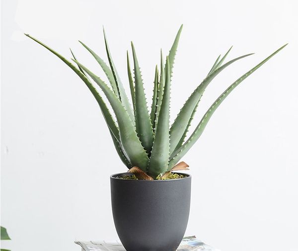 cay-kieng-la-5_d92c6c50cd2f4fbbb7abaaaa3ab63299_grande Cây lô hội có vẻ đẹp độc đáo với thân xù xì gai góc