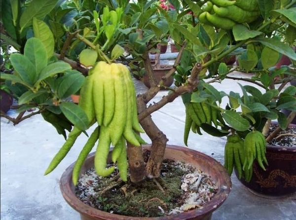 cay-kieng-la-6_9c6109301f9c439d8b7dd7d129483132_grande Cây phật thủ mang tới sự may mắn, tài lộc cho gia chủ