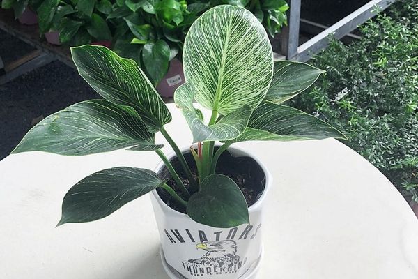 cay-kieng-la-7_4fc9dd4f5ad04ab1a8f1f341a8d83084_grande Cây kim cương dễ trồng, chịu hạn tốt nên phù hợp với những người bận rộn