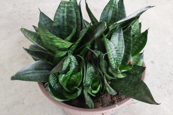 cay-kieng-la-9_9ce25801ab2740e9ae58e98112618e28_grande Cây lưỡi hổ lá xanh có màu lá xanh đậm hơn, giúp tăng vẻ ngoài trẻ trung, tươi tắn cho cây