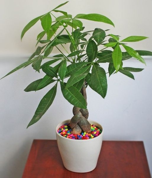 cay-kim-ngan-1_4ff4fdbbab3a4954a9082b3c0c4fb0da_grande Cây kim ngân là một loại cây cảnh phổ biến được yêu thích vì vẻ đẹp độc đáo và ý nghĩa tâm linh của nó