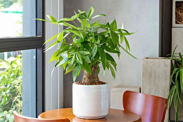 cay-kim-ngan-2_3d55cf0ef70c46c98d6e2379db1e3e26_grande Cây kim ngân không chỉ là một loại cây cảnh đẹp mắt mà còn chứa đựng ý nghĩa phong thủy sâu sắc