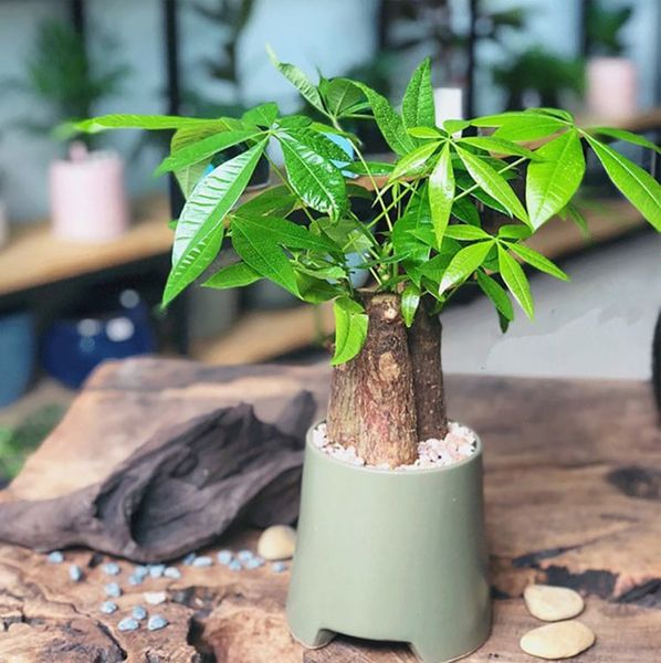 cay-kim-ngan-3_5b907b920d2a40df92d06a2328048cac_grande Trồng cây kim ngân là hoạt động trang trí nội thất, mang lại niềm vui và sự hạnh phúc