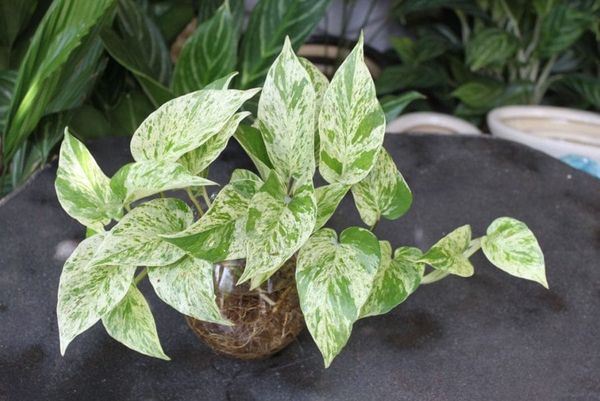 Trầu bà sữa là một loại cây cảnh phổ biến tại Việt Nam
