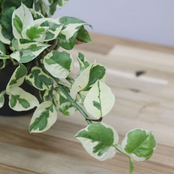 Cây trầu bà sữa không chỉ là một cây cảnh đẹp, mà còn mang theo mình ý nghĩa sâu sắc về hạnh phúc và thịnh vượng