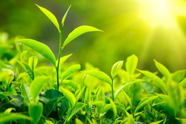 Cây Sen Đá với những đặc điểm độc đáo và đẹp mắt, đã thu hút sự chú ý của người yêu cây cảnh