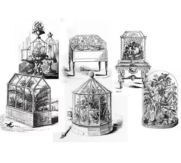 Terrarium có một lịch sử thú vị và độc đáo