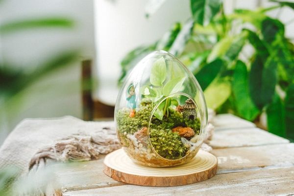 Terrarium mở thường thích hợp cho các loài cây có khả năng chịu nhiệt độ và độ ẩm biến đổi