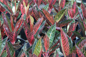 Cây Bao Thanh Thiên hợp mệnh gì? Đặc điểm, ý nghĩa và cách chăm sóc