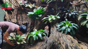 Các công trình nhà vườn của Viettera