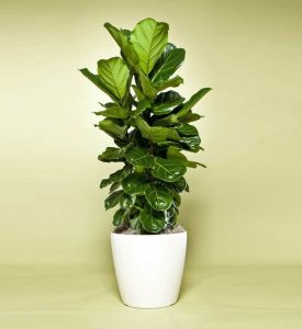 Cây Bàng Singapore: Ý nghĩa phong thủy, cách chăm sóc và giá cả