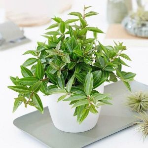 Cây bình an có ý nghĩa là gì? Cách trồng và cách chăm sóc