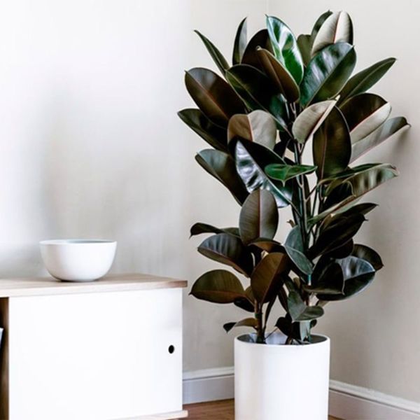 cay-da-bup-do-2_347549f08f4840fb91dd94b821cc401b_grande Cây đa búp đỏ được xem là cây cảnh nội thất lý tưởng cho nhiều ngôi nhà