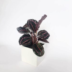 Cây Đuôi Công Tím: Ý nghĩa phong thủy và cách chăm sóc