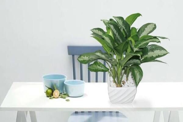 cay-giu-tien-la-gi-3_e2de333df5784bdfbc7e41f583d2a995_grande Nên đặt cây giữ tiền ở vị trí trong nhà?