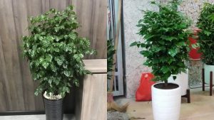 Cách trồng và cách chăm sóc cây hạnh phúc đơn giản, dáng đẹp