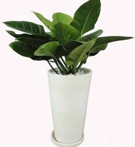 Cây hoàng đế vương: Ý nghĩa, Đặc điểm, cách chăm sóc, công dụng