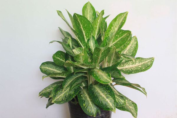 cay-huy-hoang-la-cay-gi-1_564dc5e6bbbd4d32ba1d1b2fbab6468c_grande Cây huy hoàng là cây gì? Có đặc điểm ra sao?