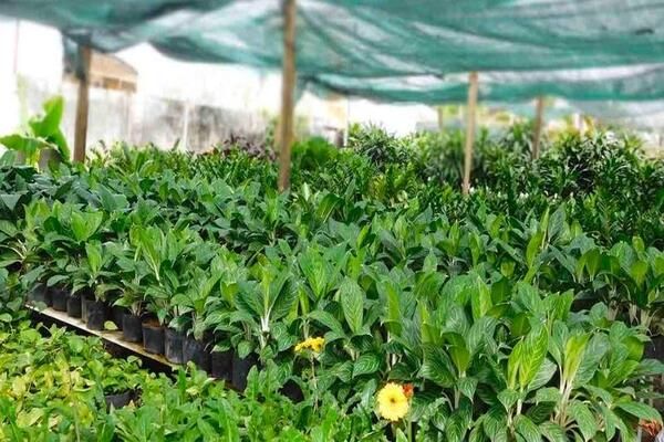 cay-huy-hoang-la-cay-gi-3_6a9e75f7ed9047d488bdcef25f84f86d_grande Những điều cần lưu ý khi trồng cây huy hoàng