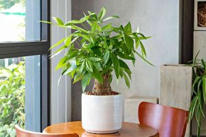 Cây Kim Ngân: ý nghĩa phong thủy, cách trồng và chăm sóc cây