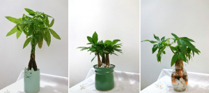 Cây kim ngân xoắn: ý nghĩa, đặc điểm và cách chăm sóc