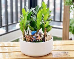 Cây kim tiền: Ý nghĩa phong thuỷ, cách trồng và chăm sóc cây