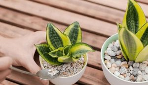 Cây lưỡi hổ là gì? Ý nghĩa phong thủy và cách chăm sóc