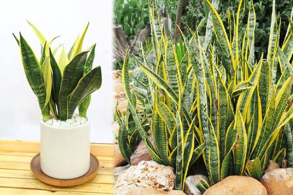 cay-luoi-ho-la-gi-2_cafe0d0101134398bc13a83bbc6373f9_grande Đặc điểm nhận biết cây lưỡi hổ