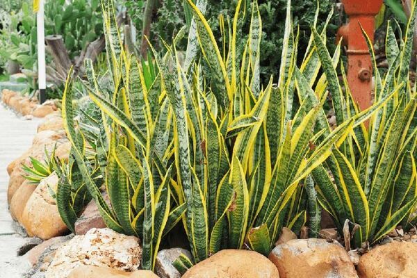 cay-luoi-ho-la-gi-3_a385bdbd13594b67b7ca53d74c6dc1c0_grande Có nên trồng cây lưỡi hổ trong nhà không?