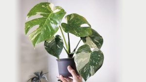 Cây Monstera: Ý nghĩa, hình ảnh, cách trồng, chăm sóc tại nhà