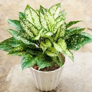 Cây Ngọc Ngân hợp mệnh gì? Đặc điểm, ý nghĩa, phân loại, cách trồng tại nhà