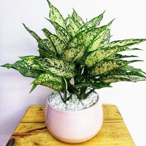 Cây Ngọc Ngân không chỉ mang lại may mắn về mặt tài chính mà còn đại diện cho hạnh phúc