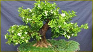 Cây nguyệt quế hợp mệnh gì? Ý nghĩa, cách trồng và chăm sóc tại nhà