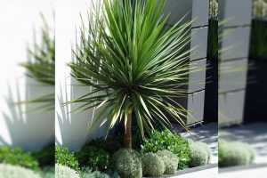 Cây phát tài núi: Đặc điểm, ý nghĩa, cách trồng và bày trí hợp phong thủy