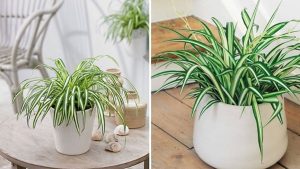 30 Loại cây phong thủy để bàn tốt cho tài lộc và gặp nhiều may mắn