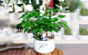 Top 15 Cây phong thủy mệnh kim may mắn thu hút tài lộc